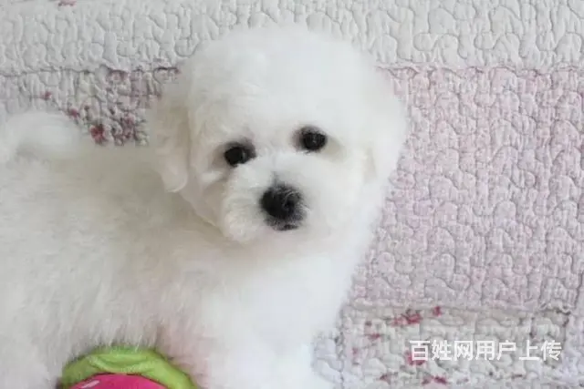 出售比熊 极品赛级比熊幼犬全国空运发货 - 图片 4