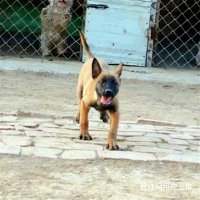 吕梁养马犬的地方，卖马犬的地方 - 图片 9