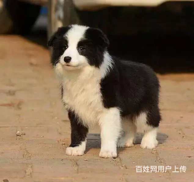边境牧羊犬 黑白色边牧价格 纯种边牧犬多少钱 - 图片 2