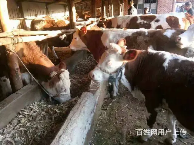 专门为大家买卖各种牛，牛品种好友西门塔尔，夏洛莱， - 图片 5