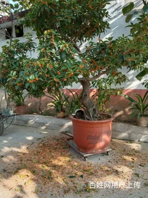 桂花， - 图片 6