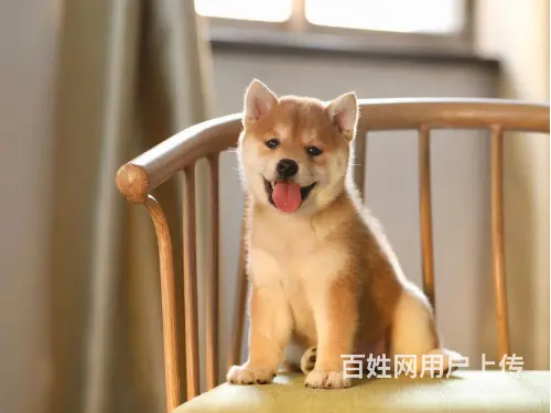 精品日系柴犬幼犬 血统纯正健康保障 市区可送上门 - 图片 4