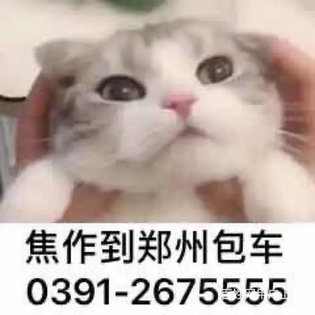 焦作到郑州拼车包车1 6639000002 - 图片
