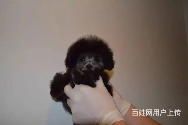 茶杯泰迪熊 玩具泰迪熊，多只出售 - 图片 5