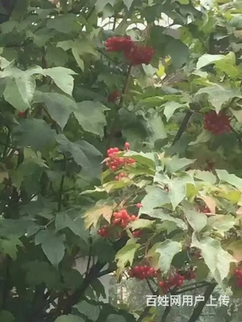 为您打造绿色有机肥 - 图片 5