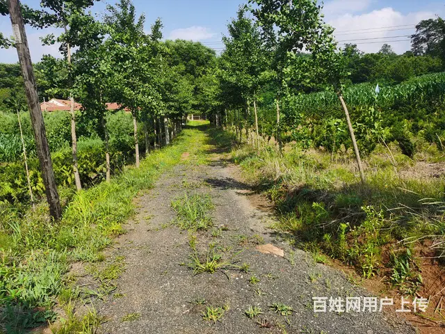 农村四合院 - 图片 1