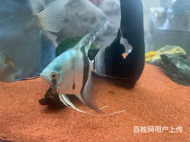 自己繁殖的燕鱼 - 图片 2