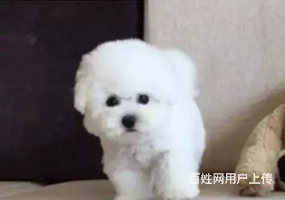 承德比熊怎么卖 比熊价格 比熊多少钱一只 比熊图片 - 图片 7