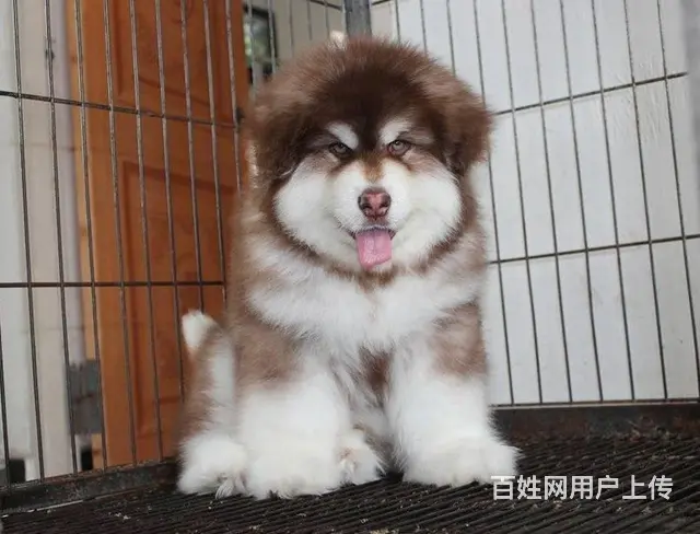 直销阿拉撕加幼犬 健康纯种 支持上门可送货无中介! - 图片 9