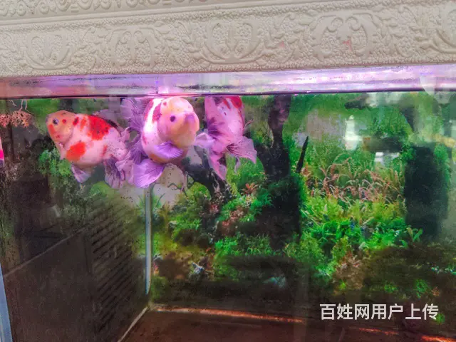 泰狮 - 图片 3