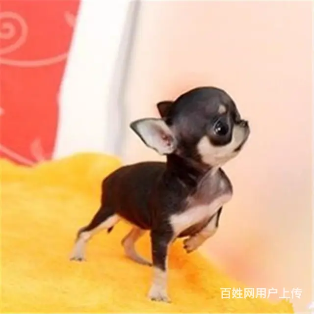 扬州上哪可以看到吉娃娃犬舍，吉娃娃犬舍地址位置 - 图片 11
