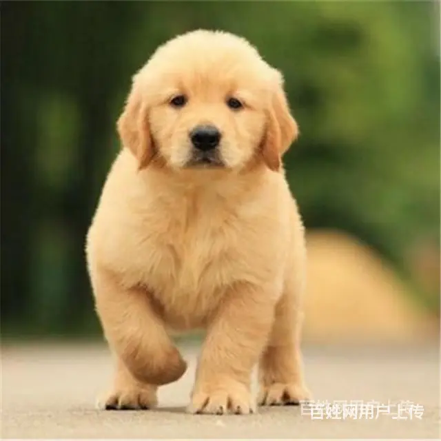 平顶山金毛犬如何挑选养金毛上哪里看 - 图片 2