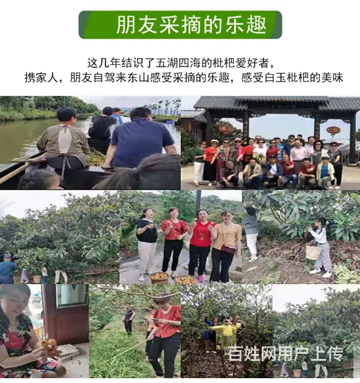 72颗特大果.本地苏州东山白玉白沙枇杷新鲜采摘 - 图片 9