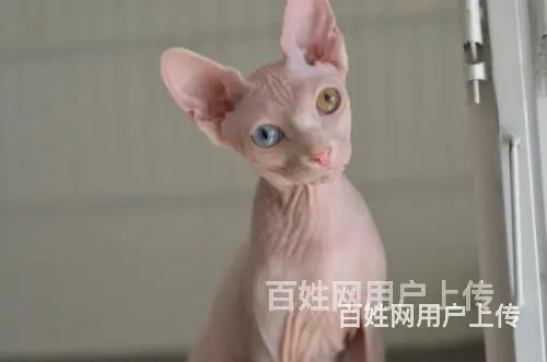 枣庄纯种双血统无毛猫怎么卖 - 图片 3