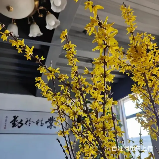 云南昆明美旗花卉基地批发鲜花满天星玫瑰向日葵各种草 - 图片 5