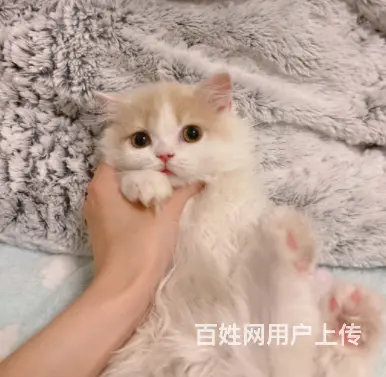 哪里有卖矮脚拿破仑猫的多少钱 中国人不骗中国人 - 图片 5
