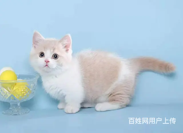 曼基康矮脚猫多少钱 拿破仑好养吗 矮脚拿破仑照片 - 图片 1