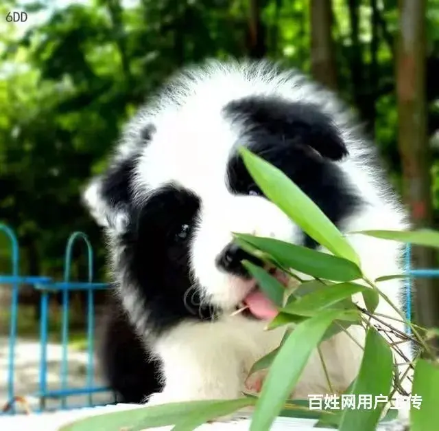 徐州1200出售 高品质边牧宝宝【益帆边境犬舍】 - 图片 5