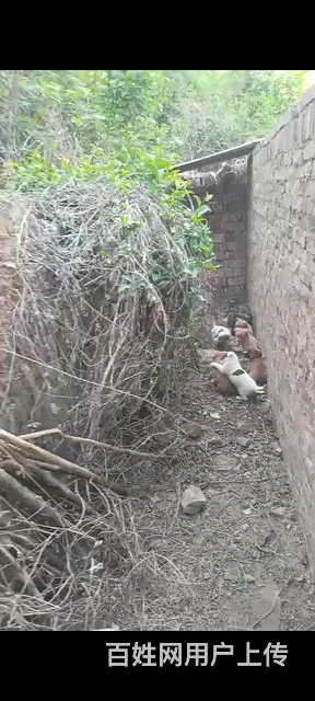 中华田园犬出售 - 图片 2