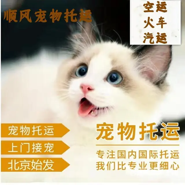 2022/安宁市到全国）宠物托运（猫狗）邮寄快递（宠物活体运 - 图片 4