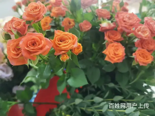 苏州学完可以领补贴的课程有哪些 - 图片 2