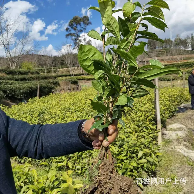 广西茶籽，六堡茶叶种籽，云南茶种，大叶茶种籽 - 图片 2