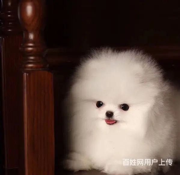 博美犬 茶杯幼犬出售 直销哈多利小体博美犬 - 图片 4