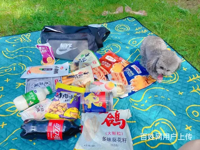 沈阳卖灰泰迪 只卖灰泰迪 - 图片 10