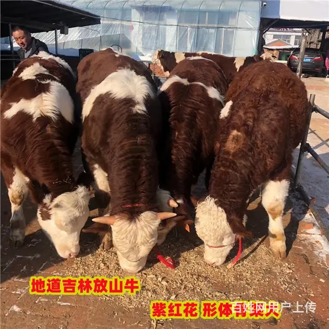 五六个月 西门塔尔母牛苗 现在什么价钱 - 图片 1