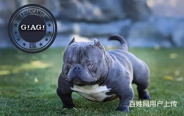 辽阳恶霸犬哪里有卖 恶霸犬舍在哪里 - 图片 1