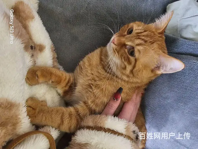 无偿送猫咪 - 图片 3