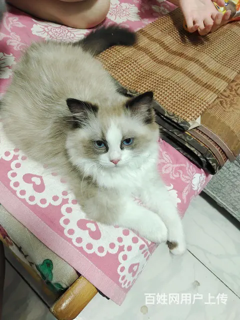 出售布偶猫 - 图片 1