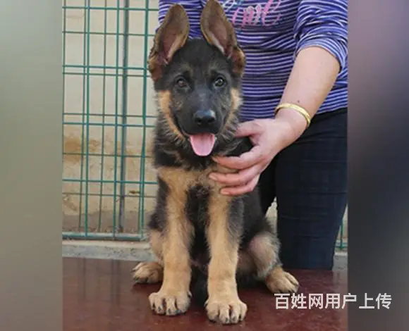 包头哪里卖德牧狗狗德牧多少钱一只 - 图片 2