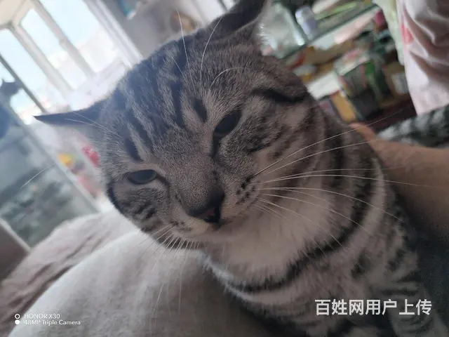 猫 - 图片 2