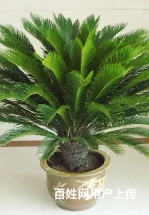 盆栽花卉租赁公司租花 - 图片 10