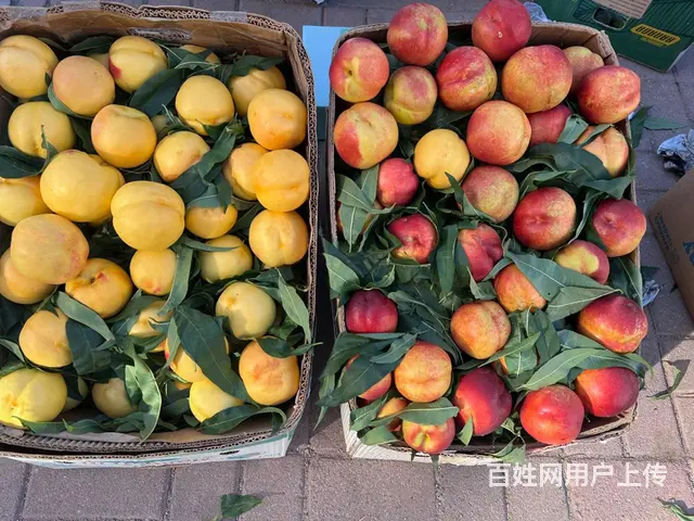 果园出租有水电房 - 图片 2