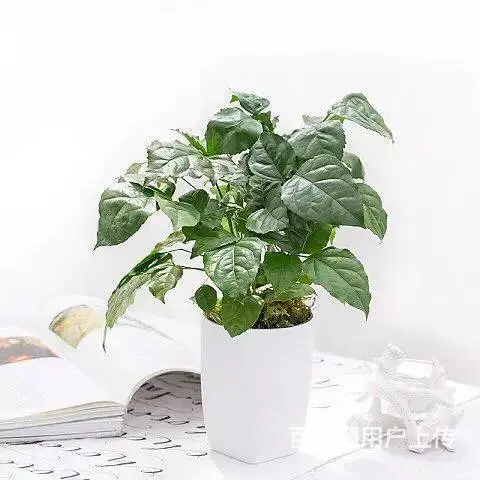 花卉苗木 - 图片 8