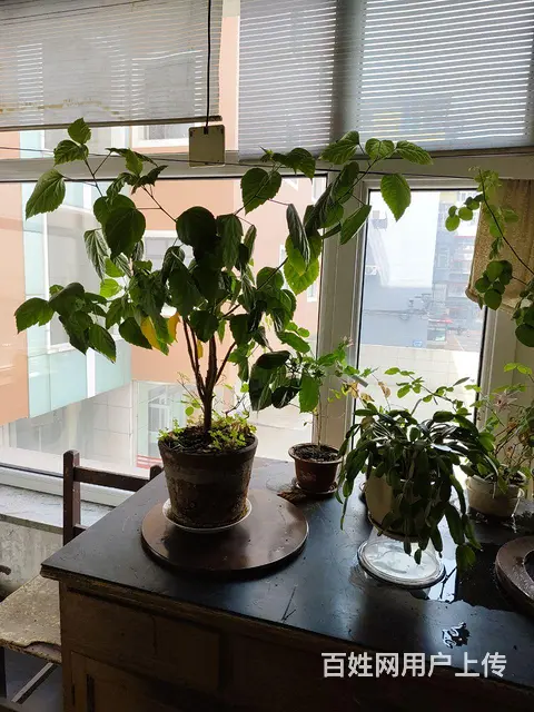 自家养的发财树，三角梅，虎尾兰，茉莉，龙骨，月季等 - 图片 3