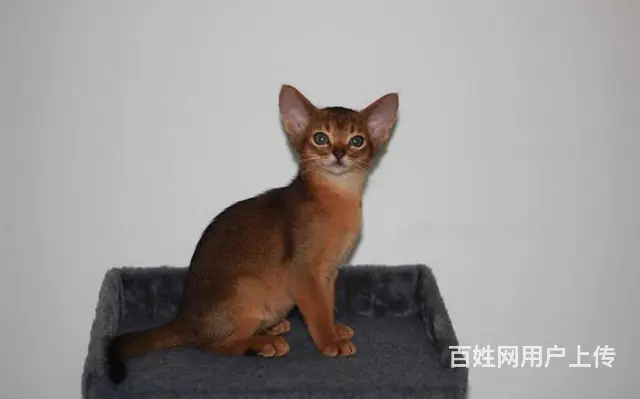 阿比西尼亚猫价格 红阿比猫体重 红阿比好养吗 - 图片 2