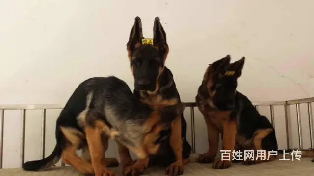 纯种德牧犬 锤系德牧 大骨架德牧犬 保健康 签协议 - 图片 6