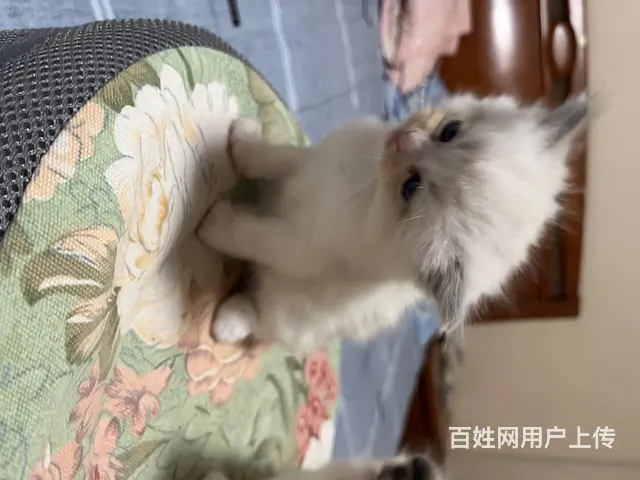 自家养的 品相好 纯种 会用猫砂盆 - 图片 4