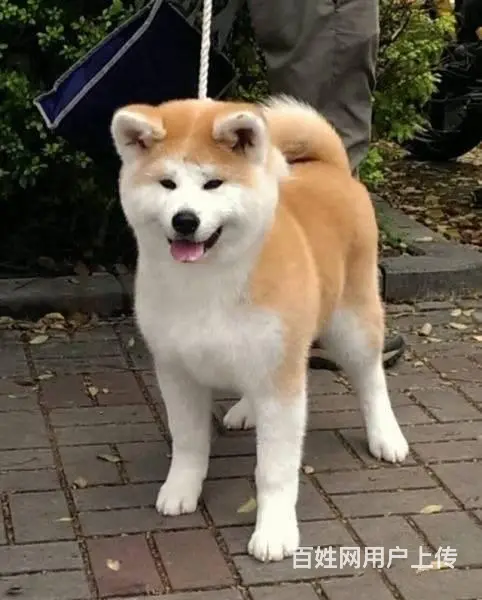 纯种日系秋田犬出售 忠犬八公 保纯种健康 欢迎来参 - 图片 1