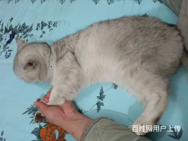 【搞定了！】银渐层弟弟 - 图片 1