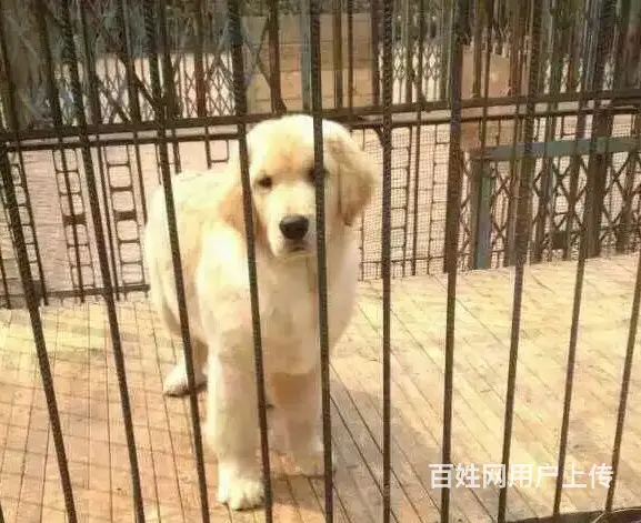 天门在哪有卖金毛的市场 市场金毛多少钱一只 - 图片 4