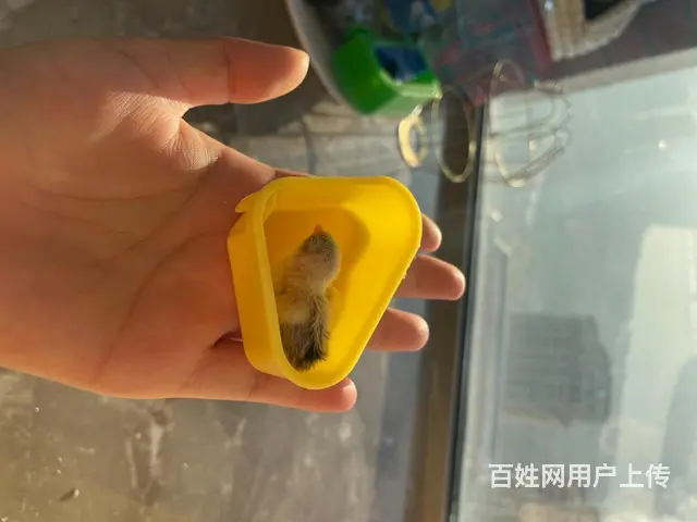 宠物鸡 迷你鸡 - 图片 3