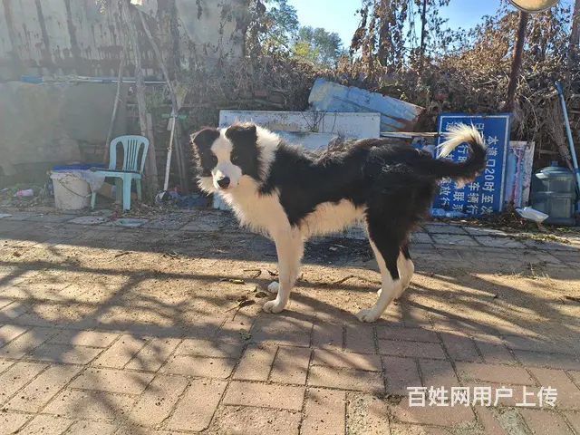 边牧 边境牧羊犬 借配 配种 - 图片 3