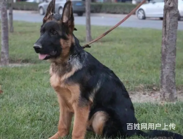 广州纯种德国牧羊犬价格 狗舍直销 包纯种健康签协议 - 图片 11
