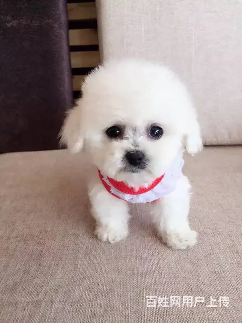 纯种比熊 小体比熊 带证书芯片出售中 - 图片 5