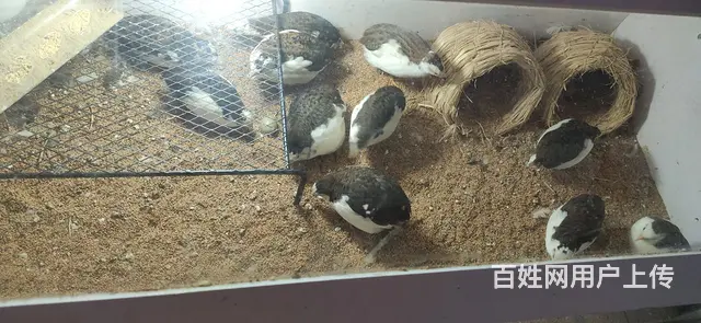 芦丁鸡成鸡小鸡孵化箱饲养箱 - 图片 5
