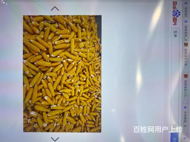 卖干玉米，包米 - 图片
